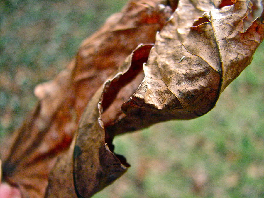 Fall Photograph - Leaf in Brown 8529 by Sandy Tolman