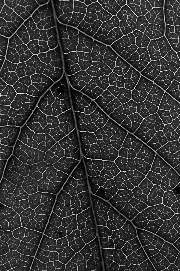 Leaf in Detail Photograph by Morgan Wright