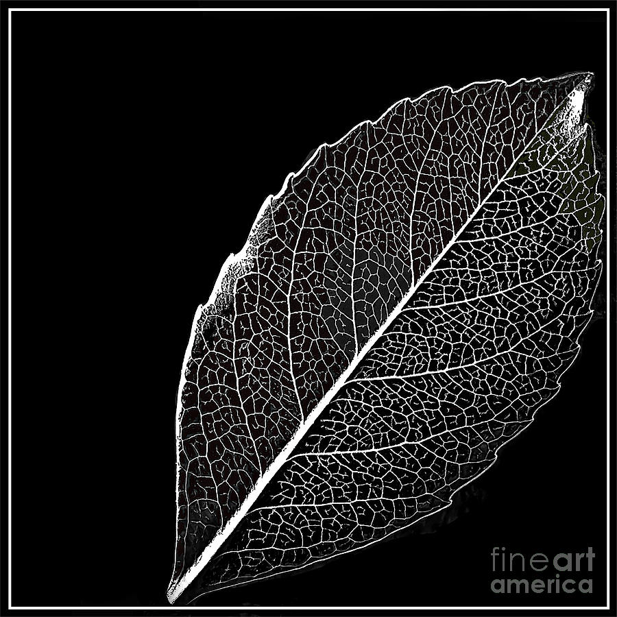 Leaf In Filigree Photograph by Walt Foegelle