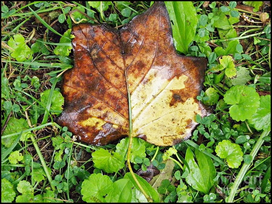 Leaf in grass Photograph by Sharon Popek