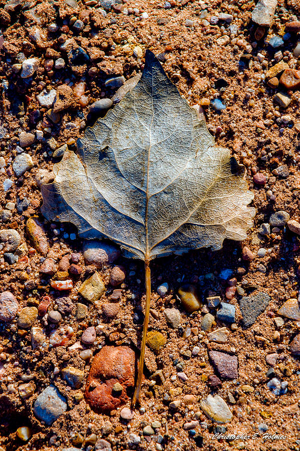 Leaf in Grit Photograph by Christopher Holmes
