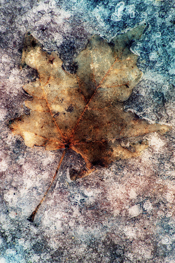 Leaf In Ice Photograph