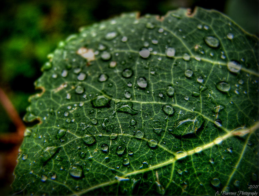 Leaf in Rain Photograph by Aaron Burrows