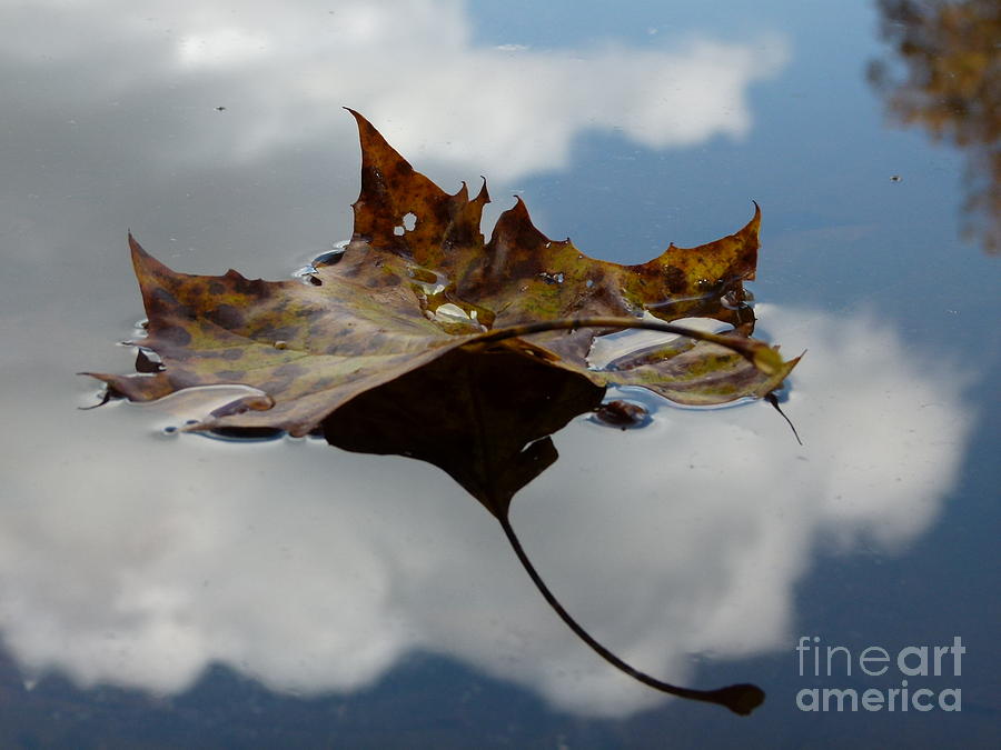 Leaf in sky Photograph by Jane Ford