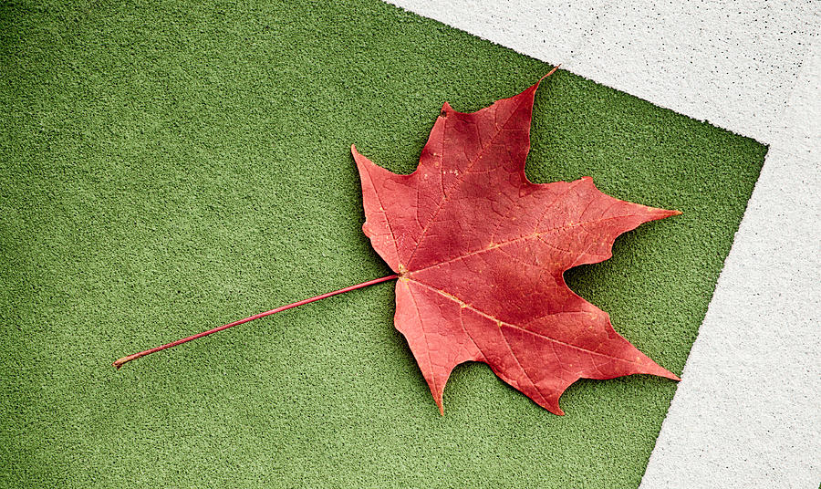 Leaf In The Corner Photograph by Gary Slawsky