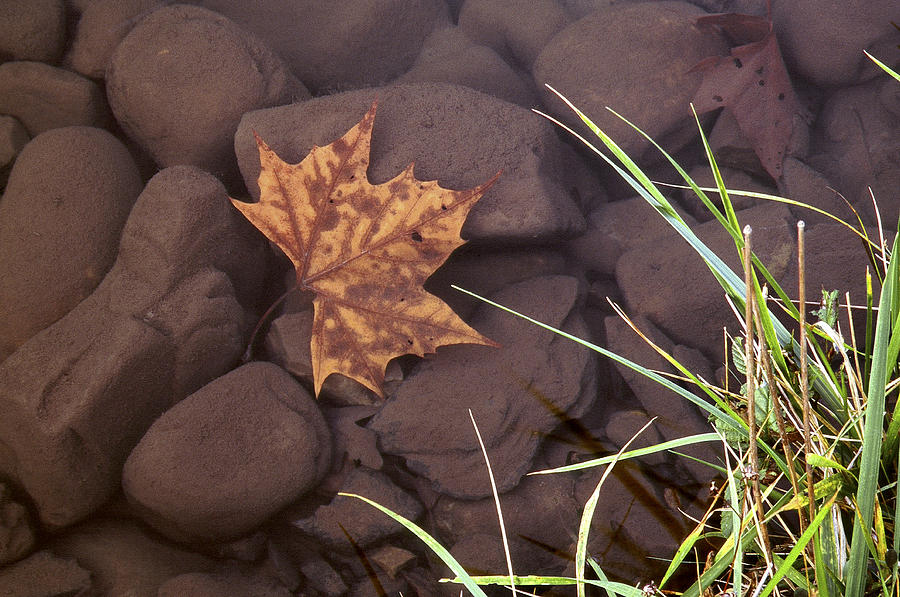 Leaf in the Mountain Fork River Photograph by Richard Smith