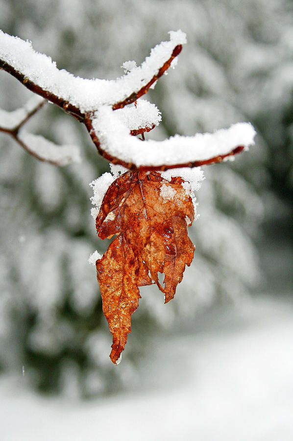 Leaf in Winter Photograph by Barbara West