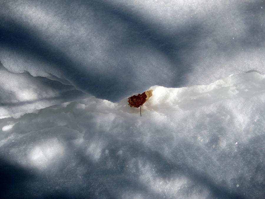 Leaf in Winter Landscape Photograph by Dr Carolyn Reinhart