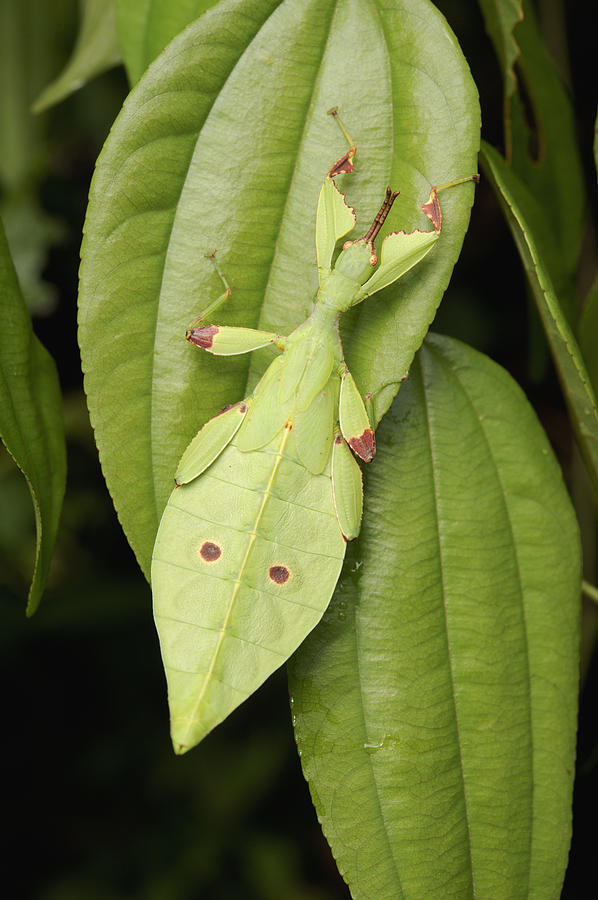 Leaf Insect Camouflaged Sarawak Borneo Photograph by Chien Lee