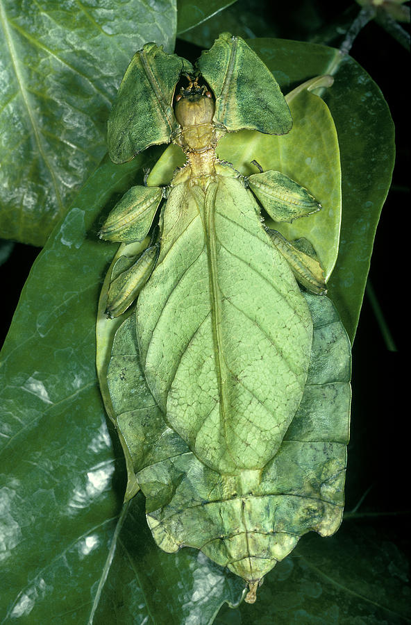 Leaf Insect Photograph by E.R. Degginger