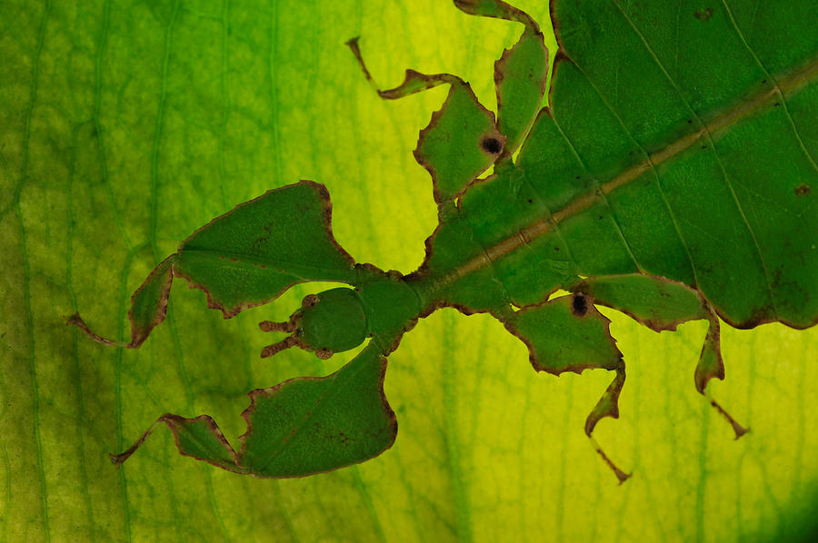 Leaf Insect Photograph by Francesco Tomasinelli