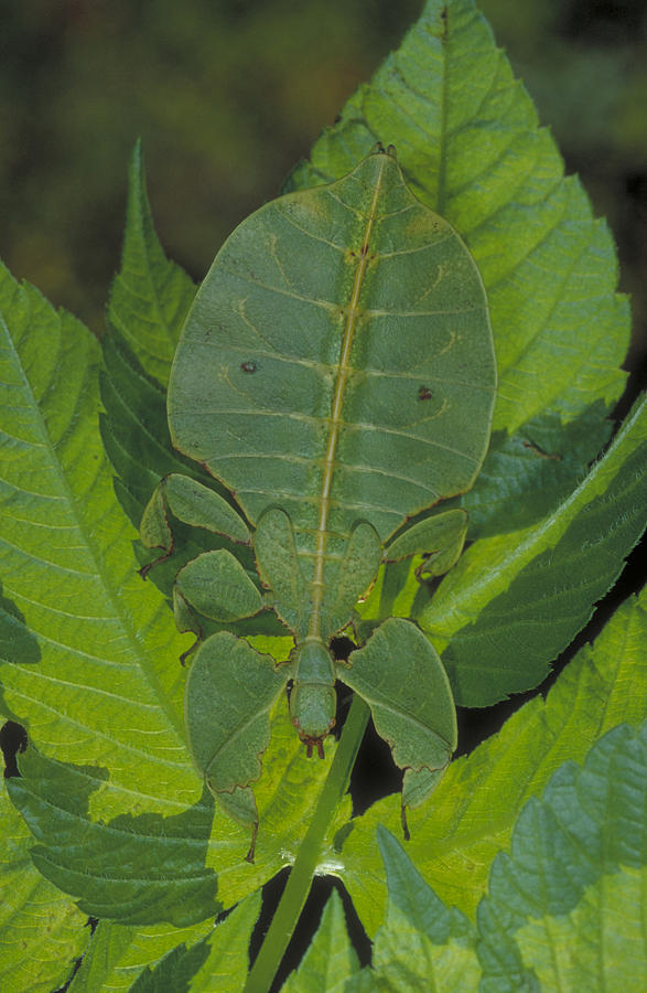 Leaf Insect Photograph by Richard R. Hansen
