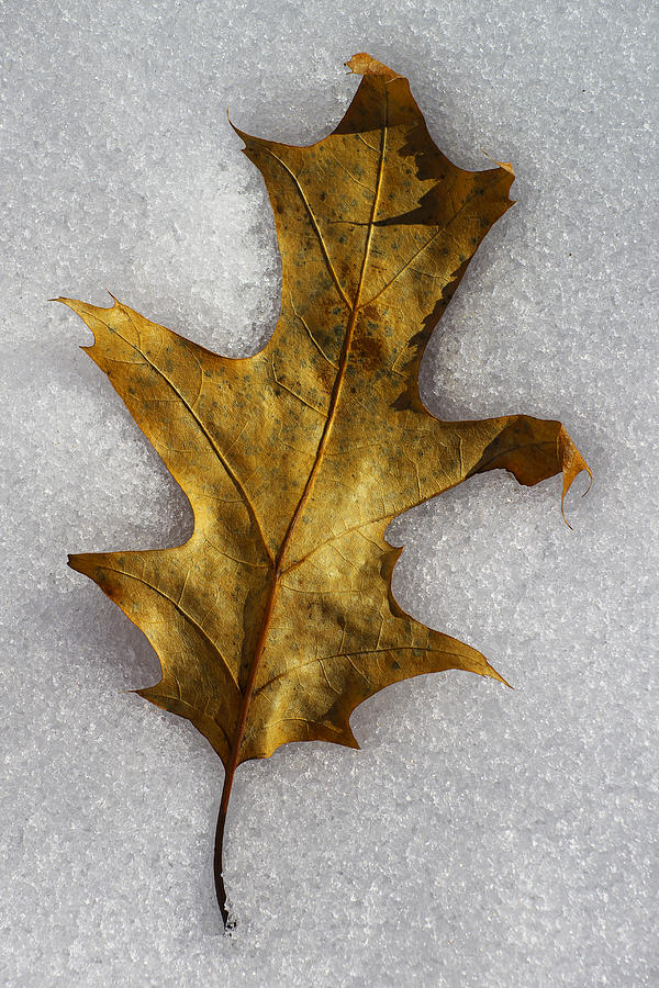Leaf Photograph by Ivan Slosar
