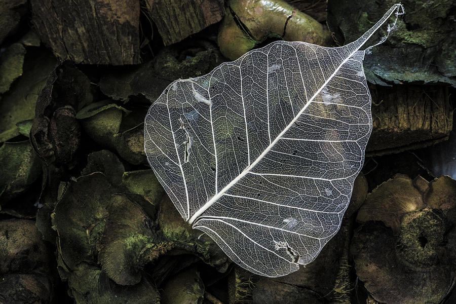 Bodegon Photograph - Leaf by Jose Maqueda