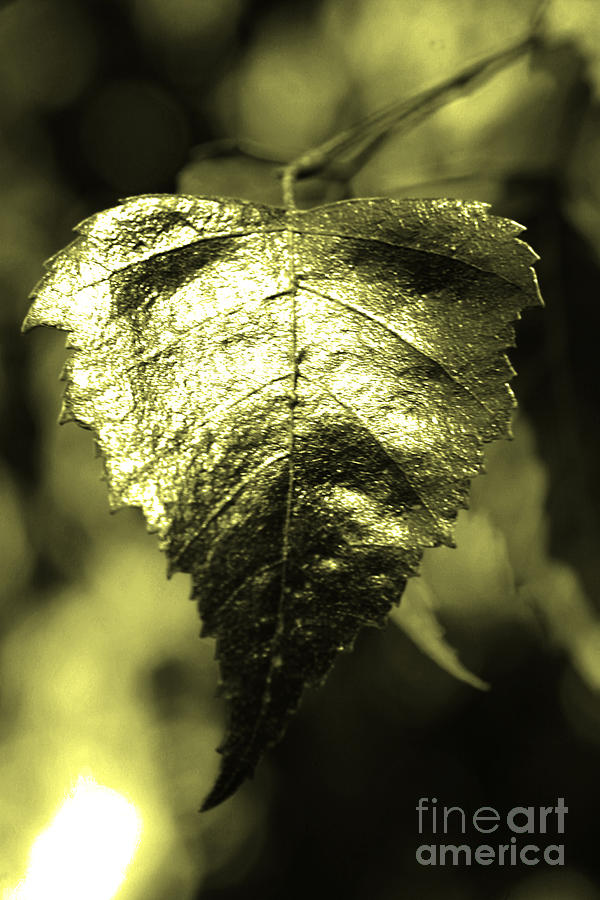 Nature Photograph - Leaf by Lali Kacharava