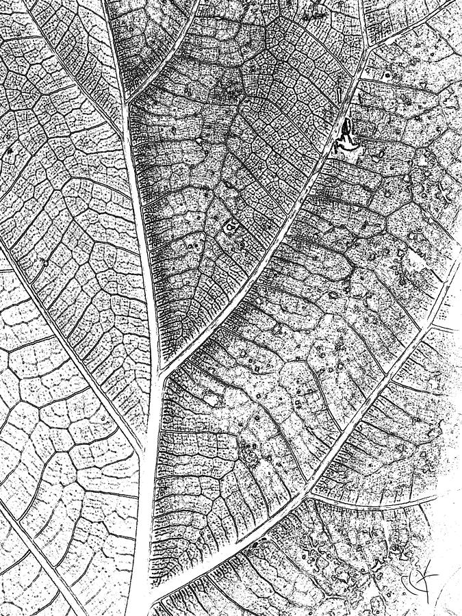 Black And White Photograph - Leaf landscape by Maureen Kyle
