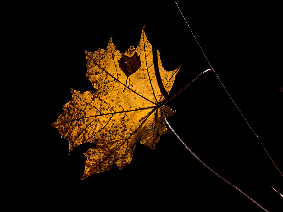 Leaf Leaf Photograph by Leif Sohlman