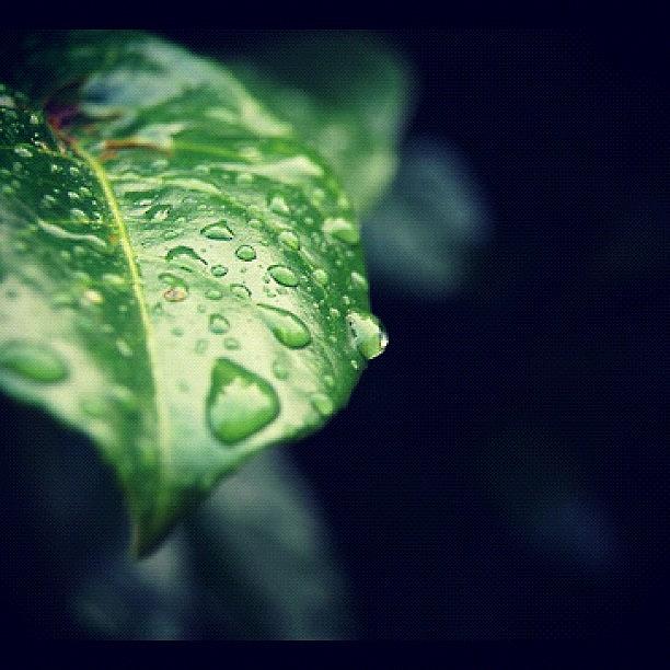 Nature Photograph - #leaf #leaves #photo #photography by Heather Wood