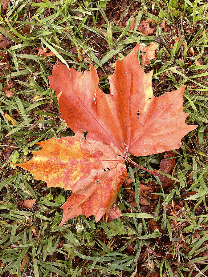 Leaf Photograph by Les Cunliffe