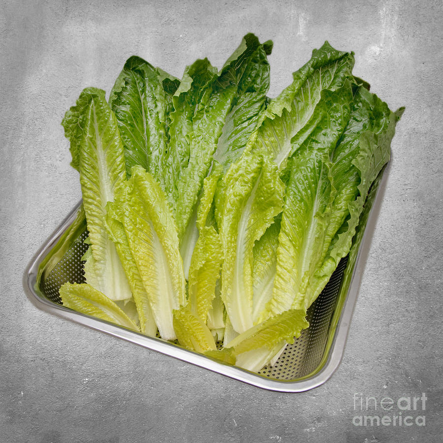 Leaf Lettuce Mixed Media by Andee Design