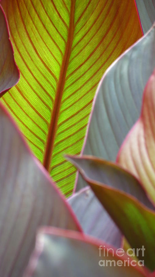 Leaf Light Photograph by Anita Adams