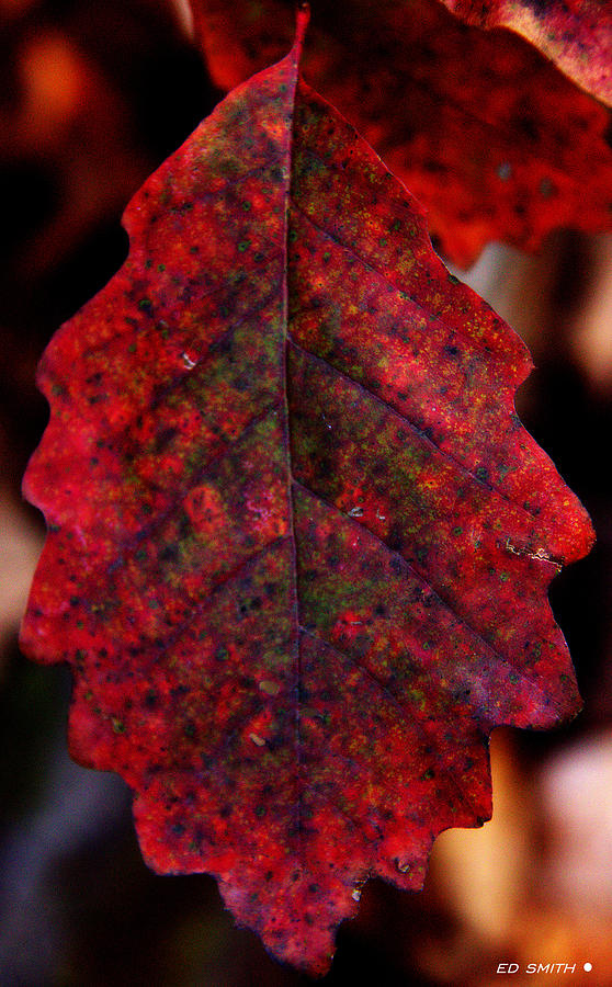 Leaf Like Photograph by Edward Smith