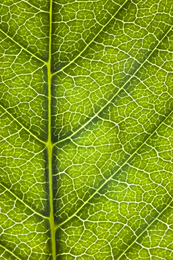 leaf-lines-paul-b-flickr