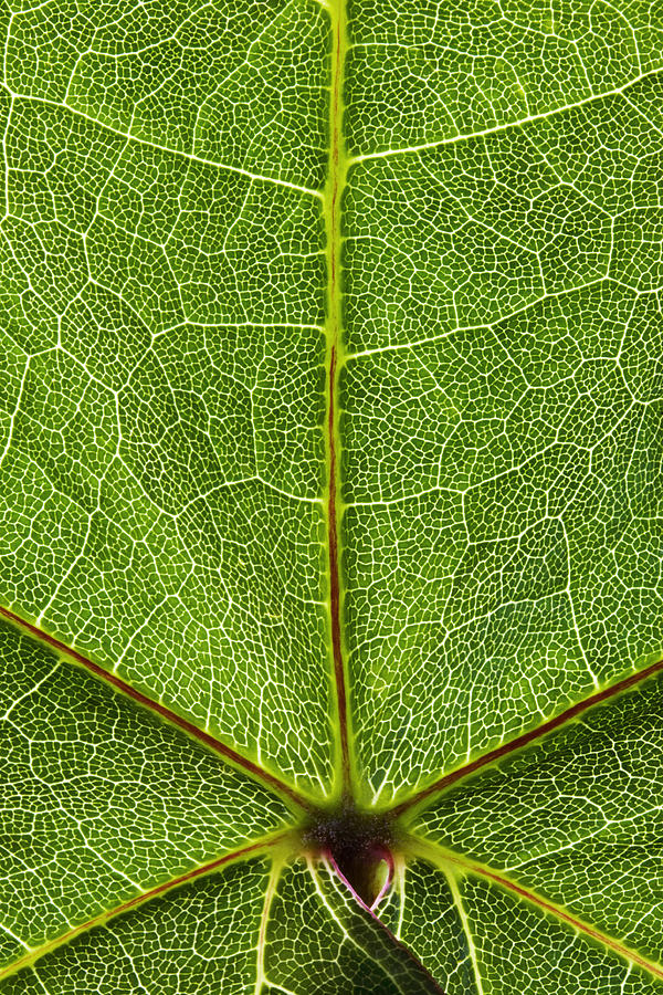 Tree Photograph - Leaf Lines IX by Natalie Kinnear