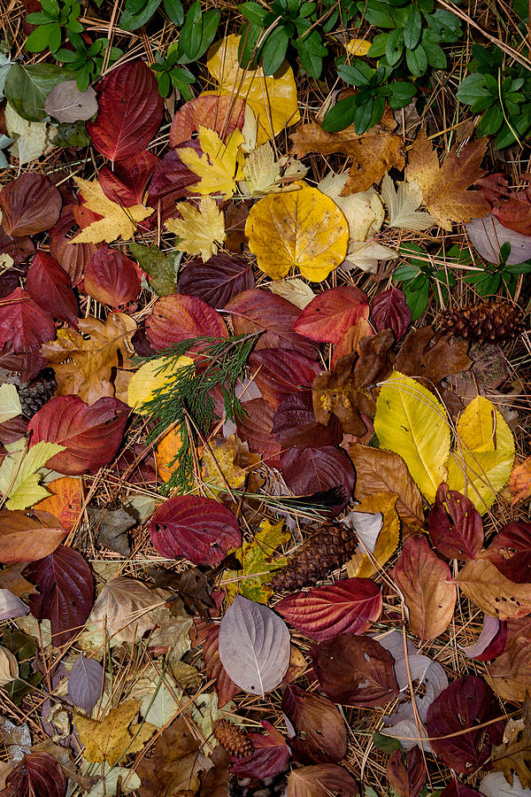 Leaf Litter Photograph by Kathleen Bishop