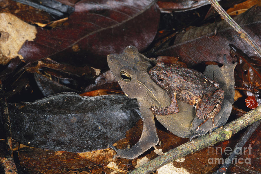 Leaf-litter Toads Photograph by Gregory G. Dimijian, M.D.