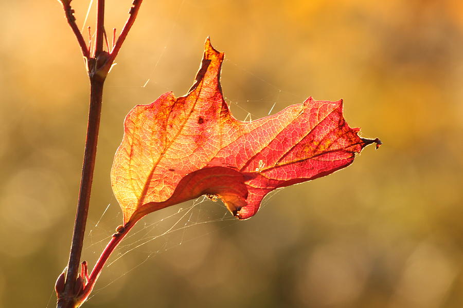 Leaf Photograph by Louise Horstmann - Pixels