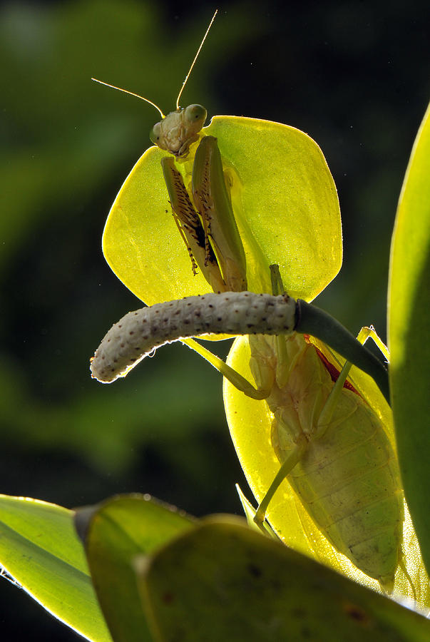 Leaf Mantis Photograph by Francesco Tomasinelli