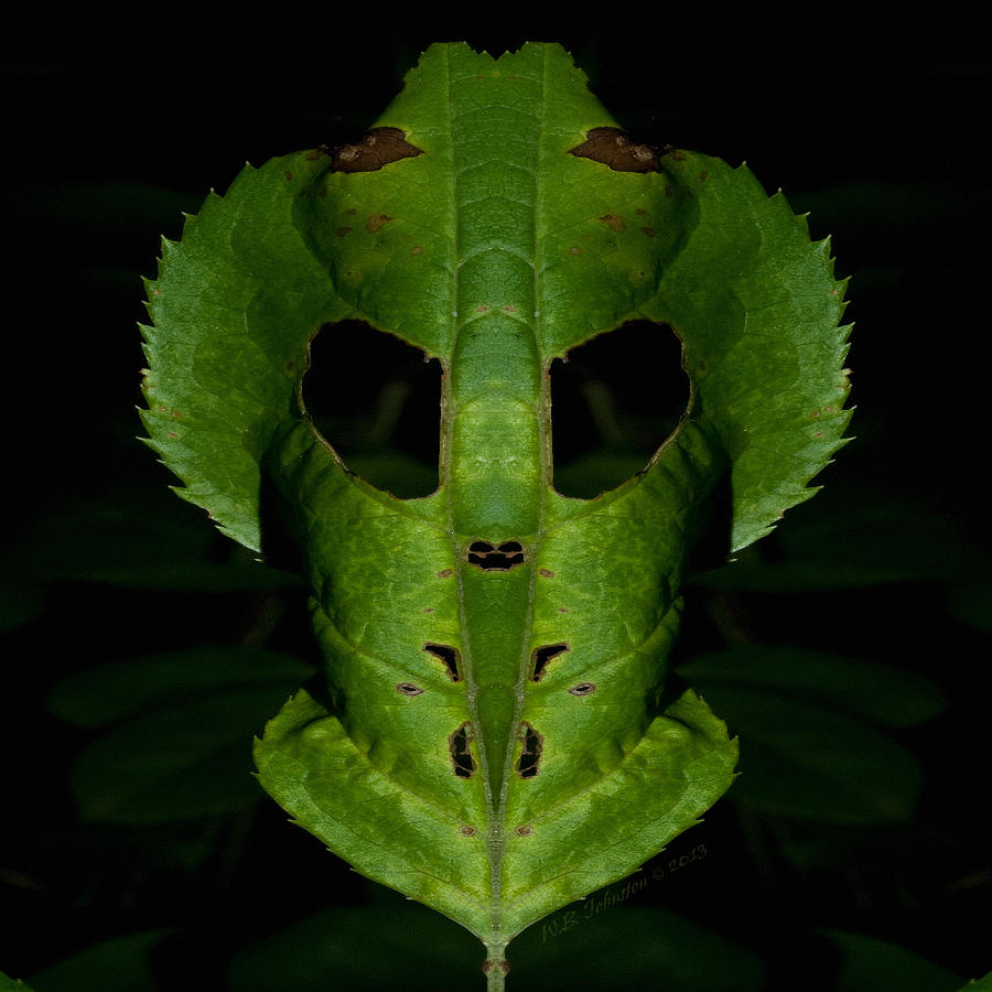 Leaf Mask Photograph by WB Johnston