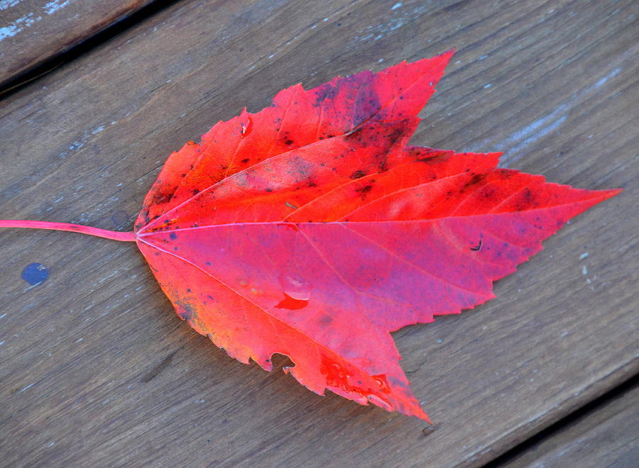 Nature Photograph - Leaf Me Alone by Linda Rae Cuthbertson