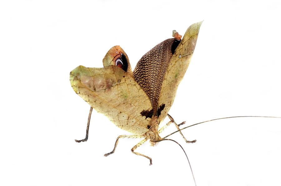 Leaf Mimic Bush Cricket Photograph by Sinclair Stammers/science Photo Library