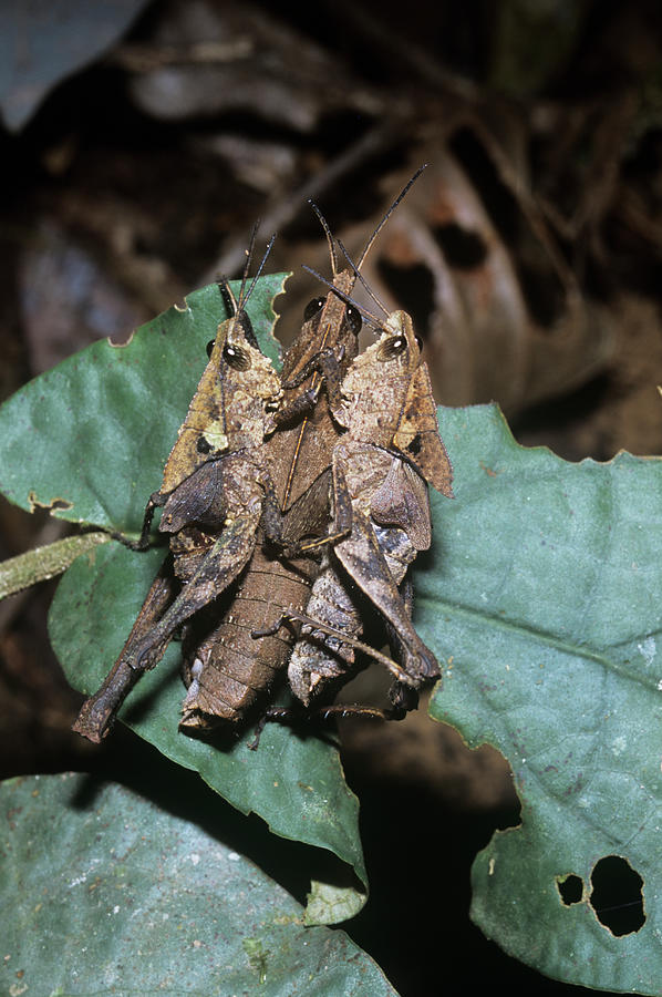 Leaf Mimic Grasshoppers Mating Photograph By Dr Morley Read Science Photo Library Pixels