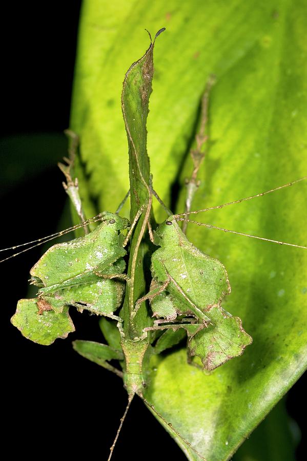 Leaf-mimic Katydids Courting Photograph by Dr Morley Read/science Photo Library