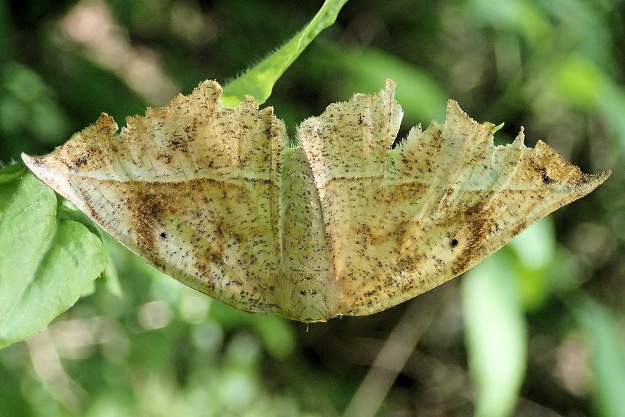 Leaf mimicking moth Photograph by Doris Potter