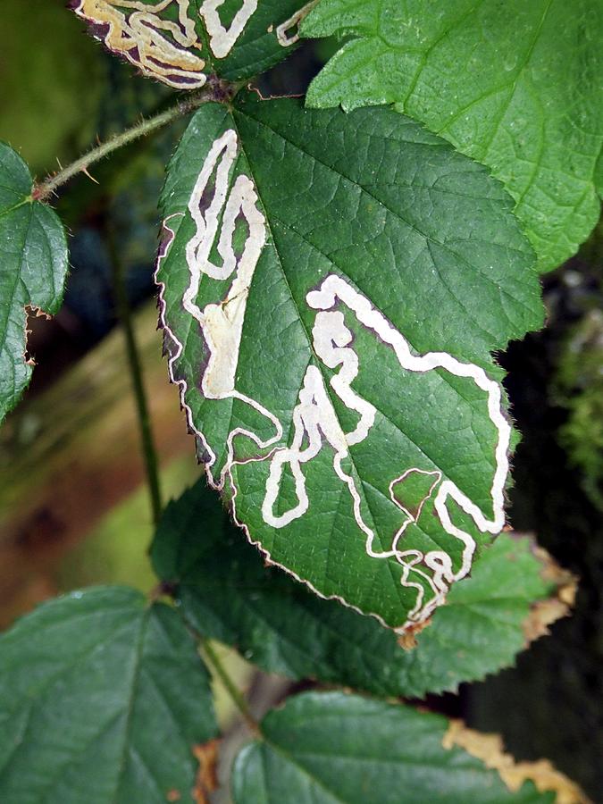 Leaf Miner Damage Photograph by Ian Gowland/science Photo Library - Pixels