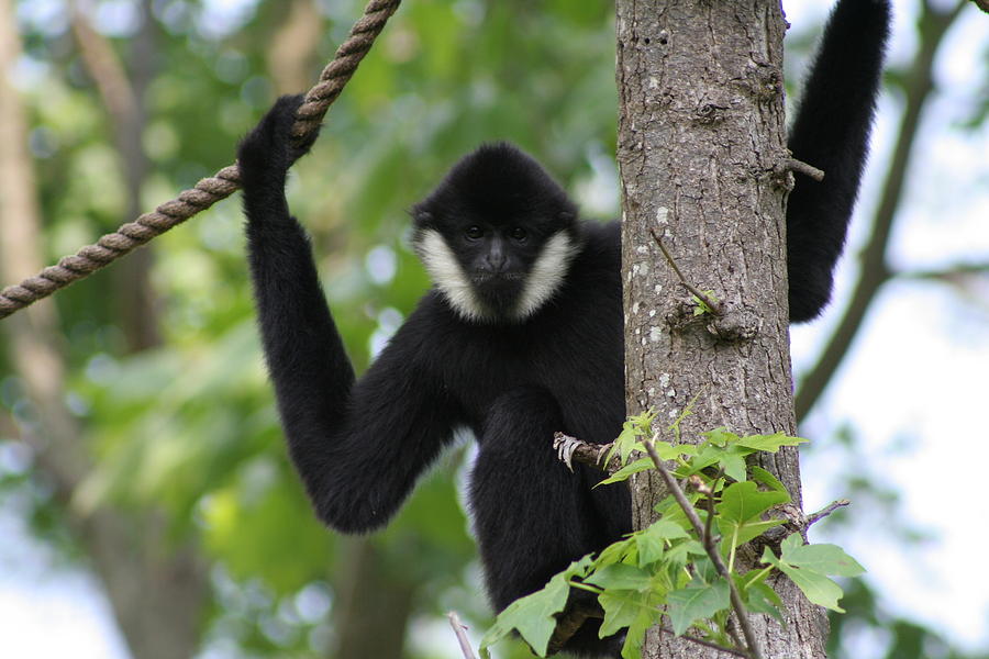 Male White Cheeked Gibbon Photograph by Valerie Collins