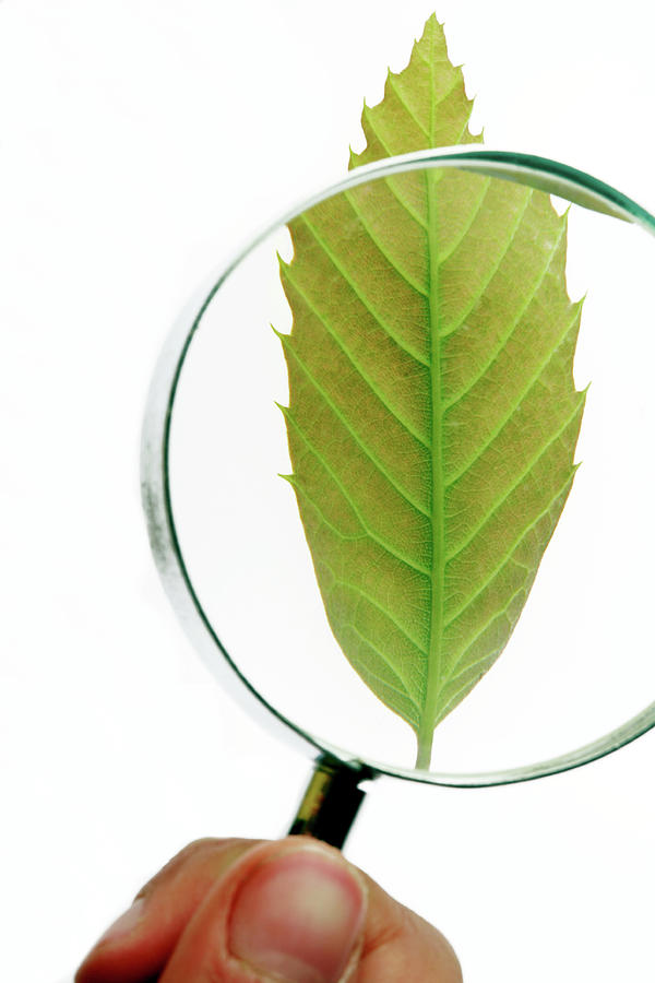 Leaf Morphology Photograph by Mauro Fermariello/science Photo Library