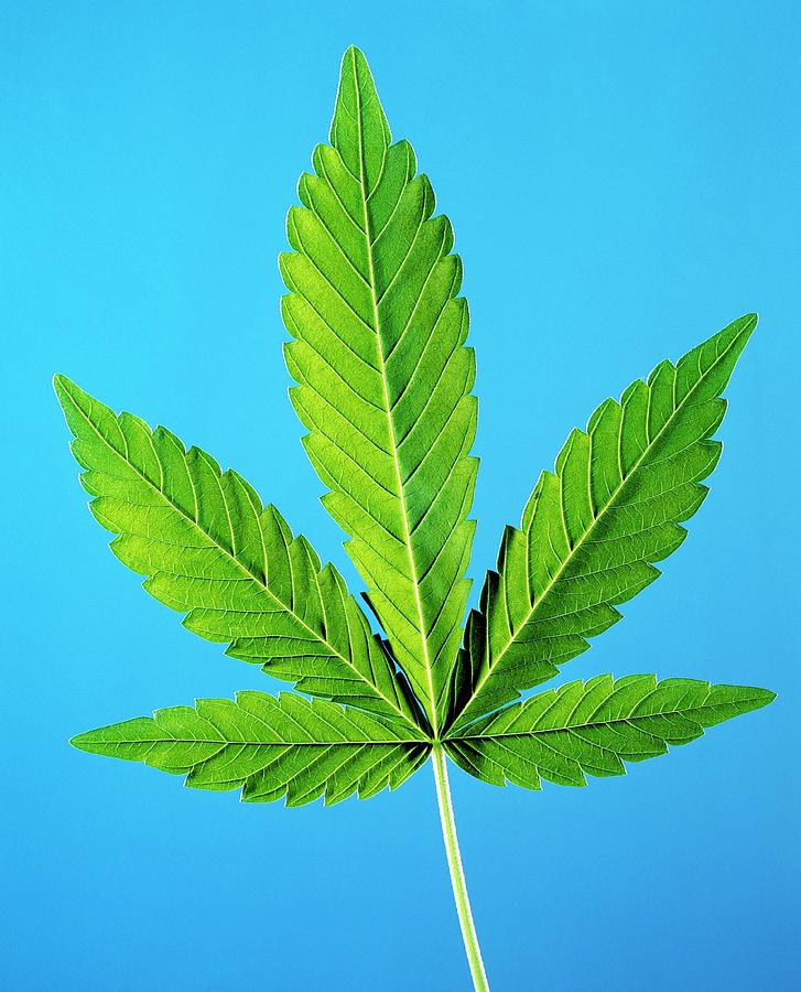 Nature Photograph - Leaf Of Marijuana Plant by Science Photo Library