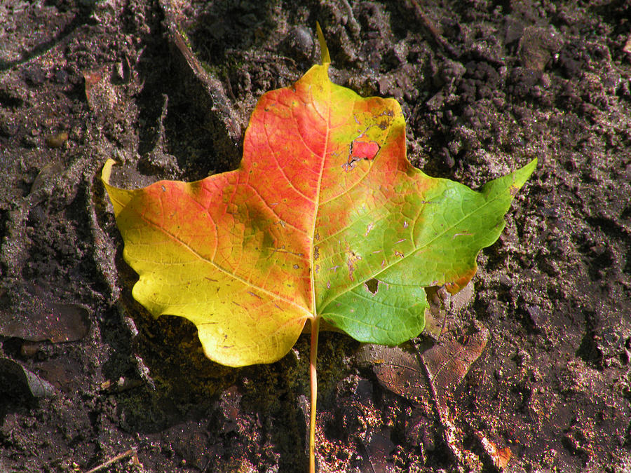 Leaf of the Rainbow Photograph by Brian Orton - Pixels