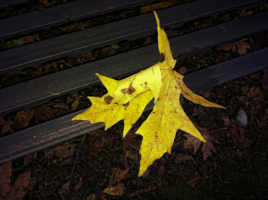 Leaf Photograph - Leaf on a Bench by Ron Roberts