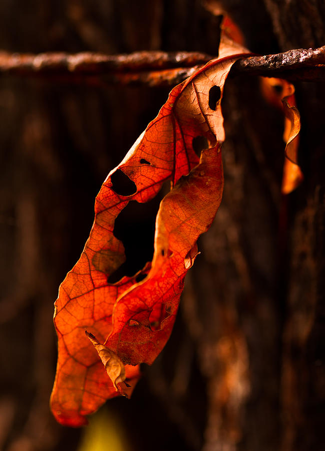 Leaf on a wire Photograph by Haren Images- Kriss Haren