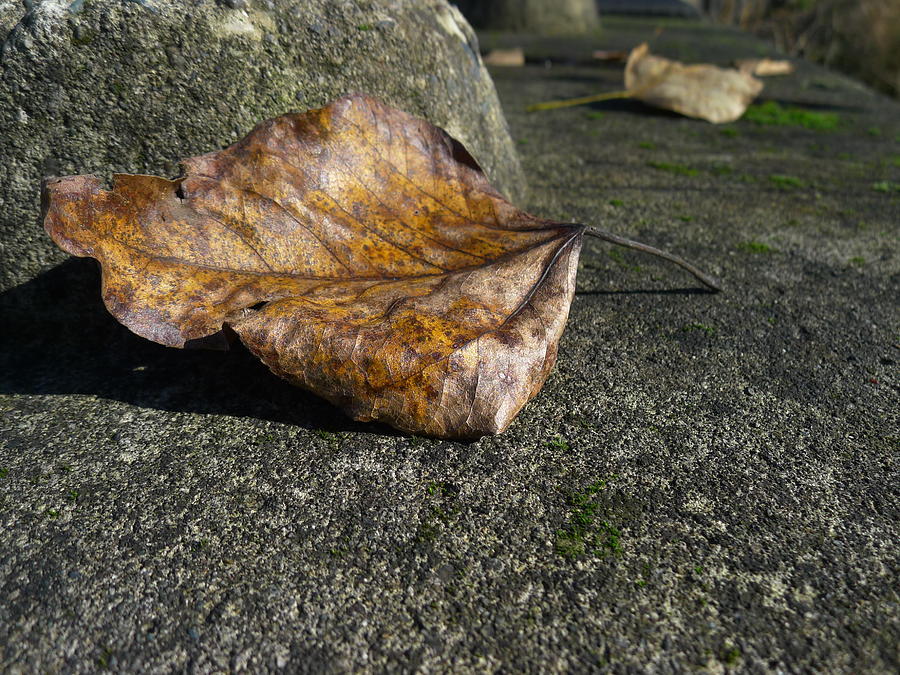 Leaf on Concrete Photograph by HW Kateley
