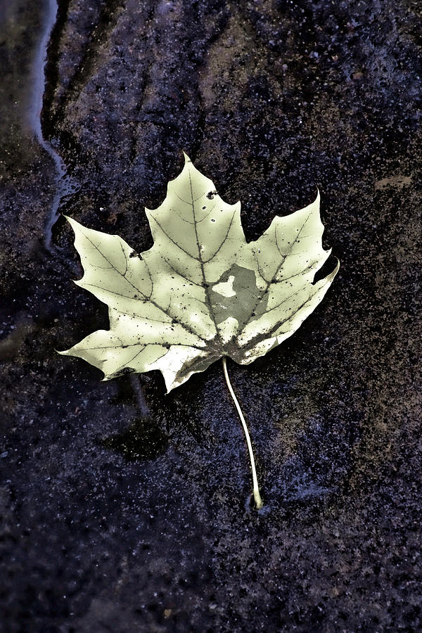 Leaf On Dark Sand Photograph by Gary Slawsky
