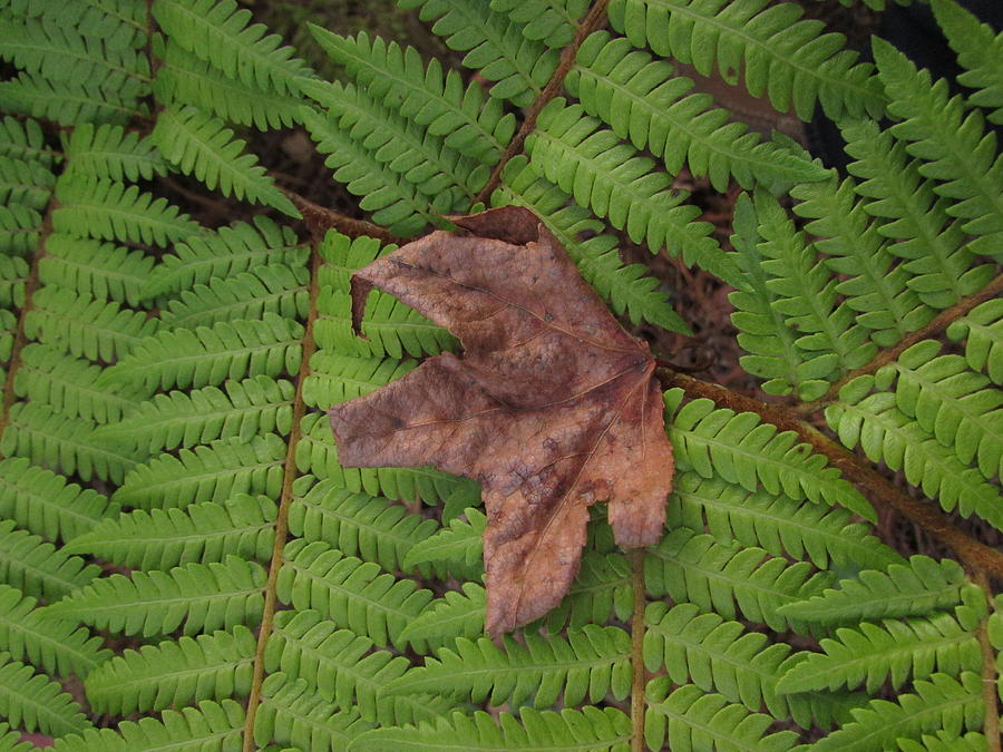 Nature Photograph - Leaf on fern by Timothy Turner