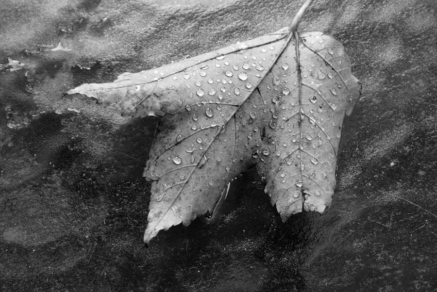 Leaf on Glass Photograph by John Schneider