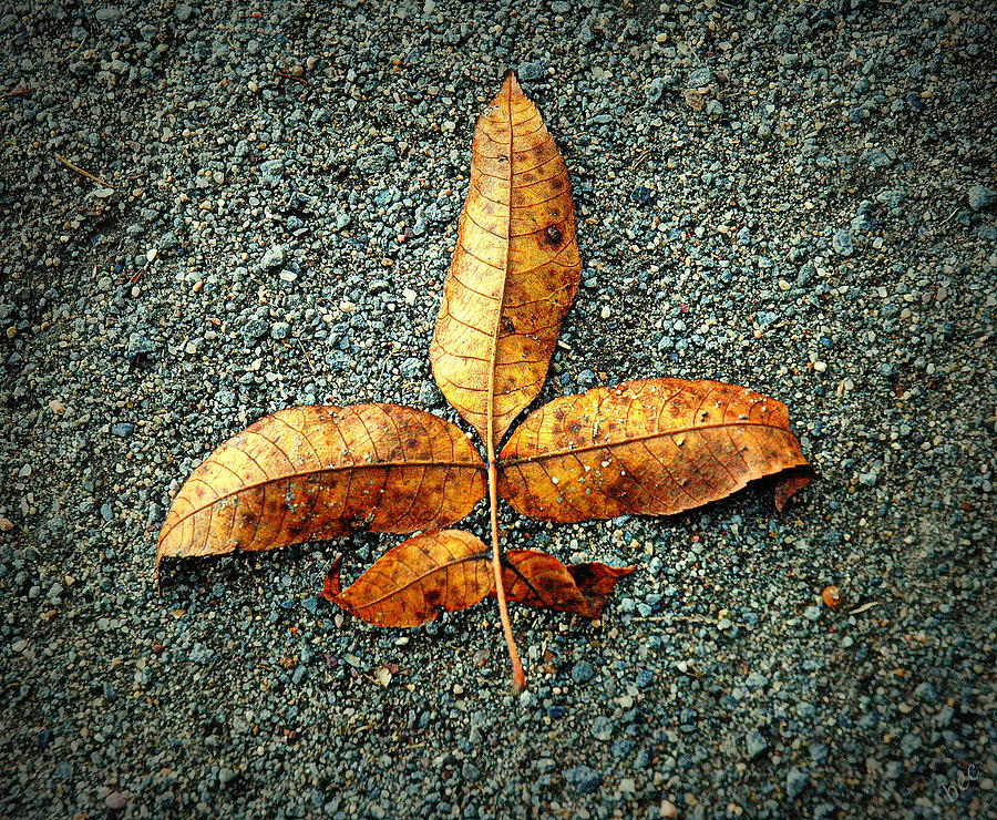 Leaf On Gravel Photograph by Bruce Carpenter